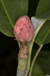 Ashe's magnolia